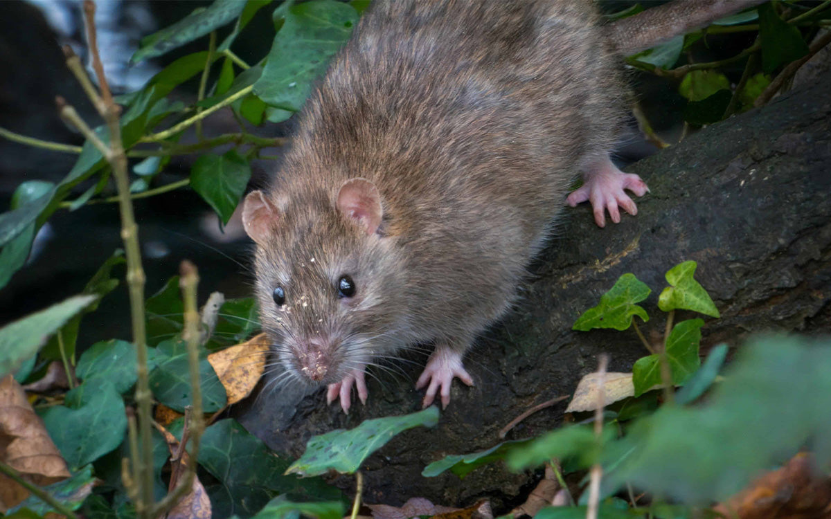 Does Decking Attract Rats?