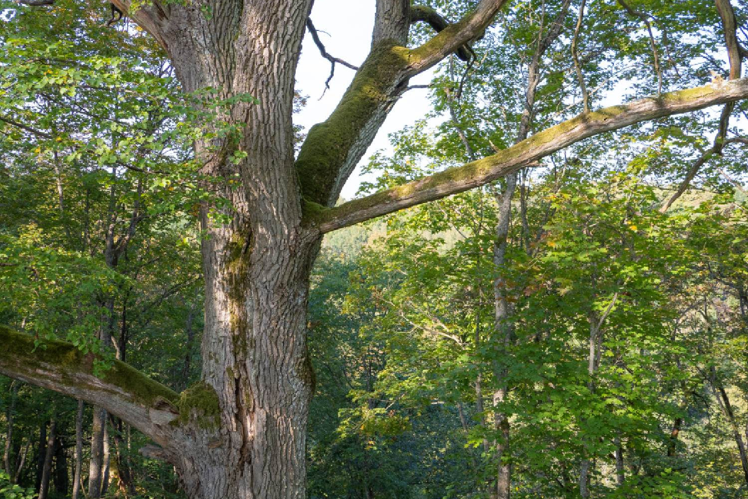 NeoTimber Supports Sustainable FSC Forestry