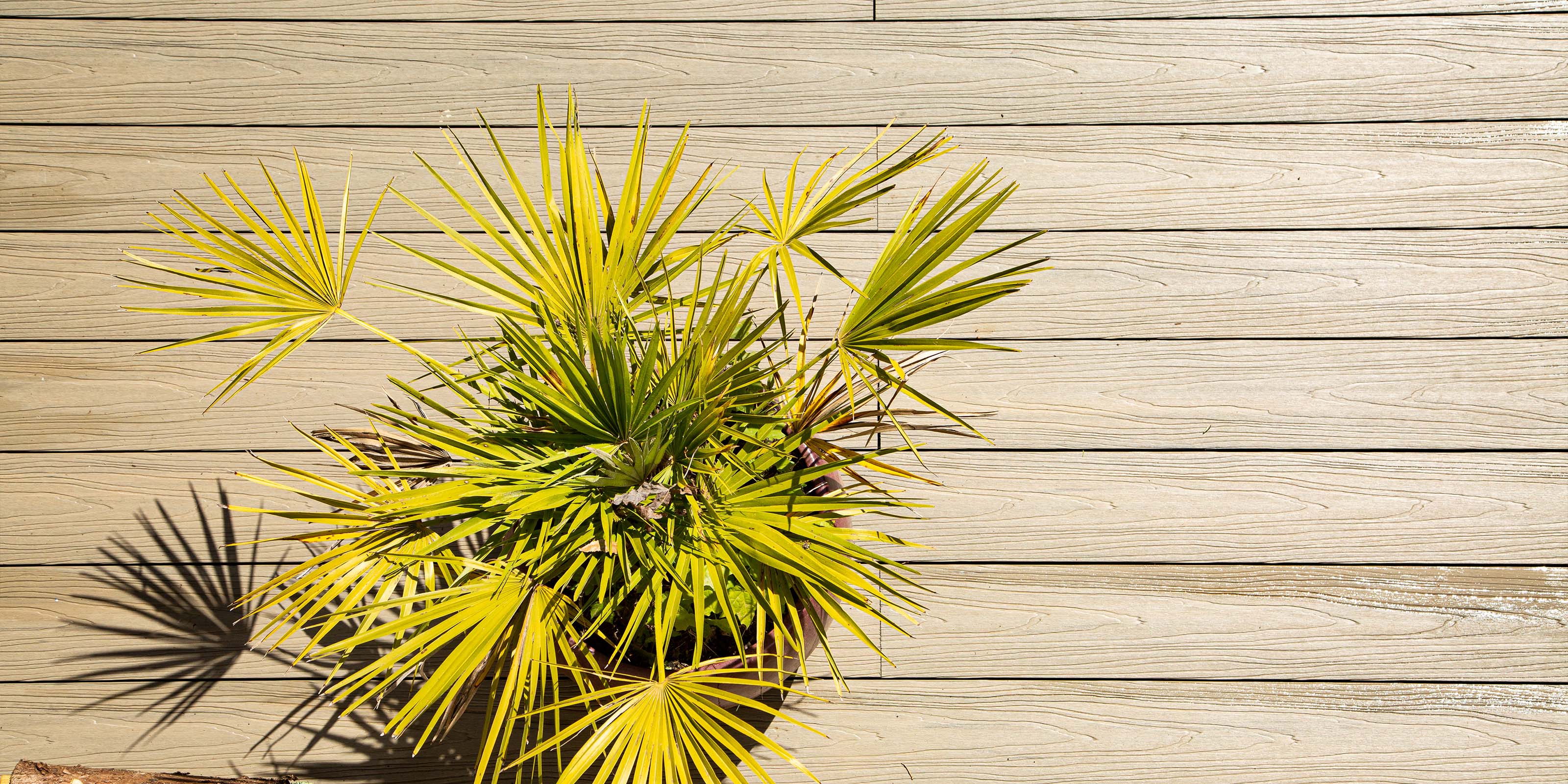 NeoTimber Samples