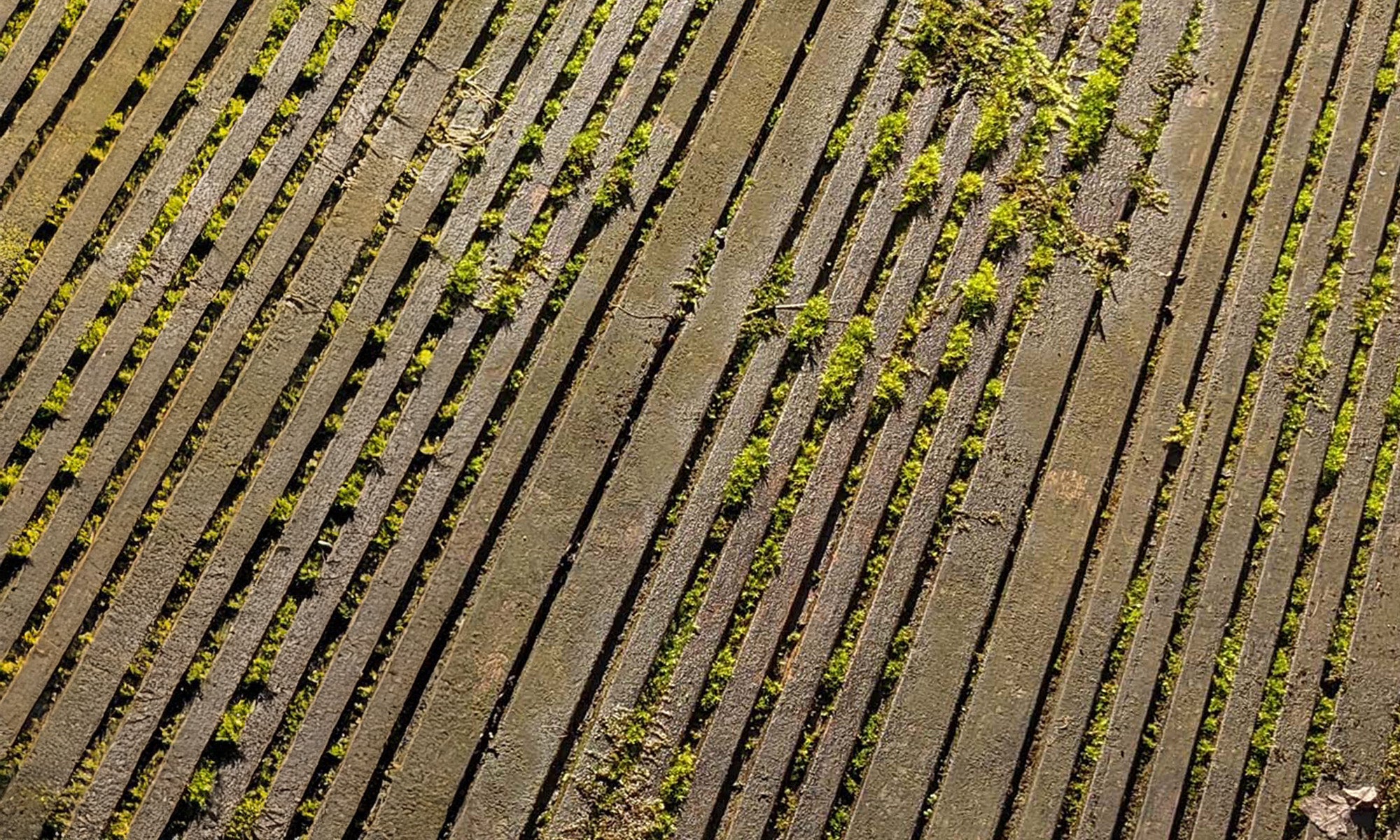 Rotten wooden decking