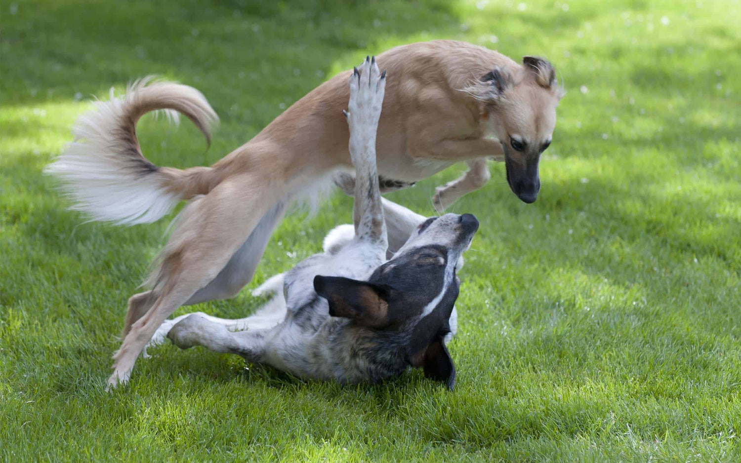 composite fencing for dogs